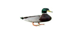 Bannière du serveur Loveduck